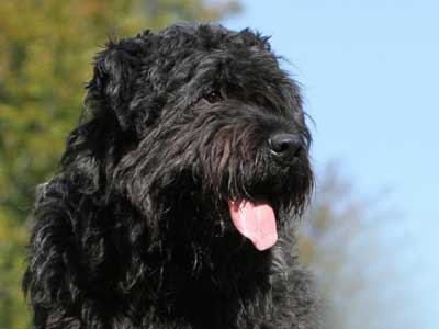 Bouvier des Flandres